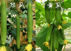 棱瓜哪里吃的多,探寻我国各地美食中的“绿色宝藏”