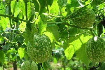 胃溃疡吃吊瓜好吗,胃溃疡患者食用吊瓜的适宜性探讨