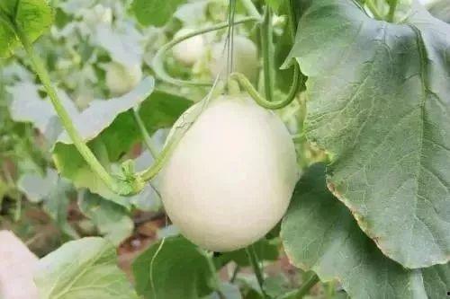 封丘吃瓜事件真相,揭开真相背后的真相