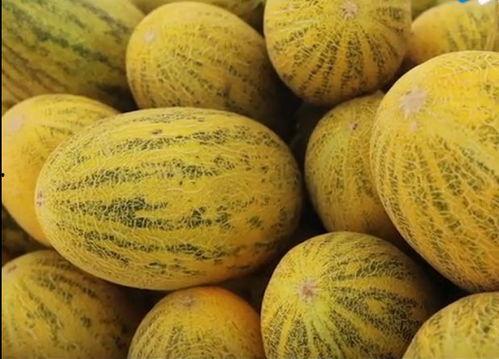 要去瓜州吃西瓜