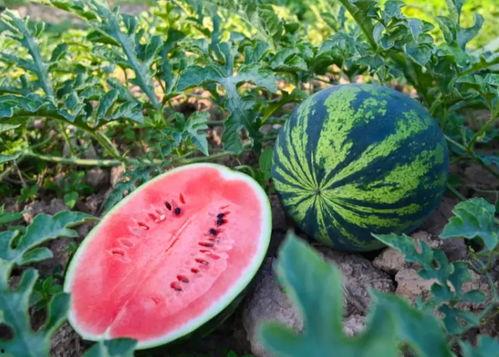 曲沟吃瓜,揭秘乡村美食背后的故事