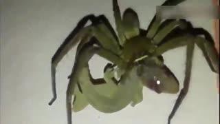 奇趣百科吃瓜,揭秘吃瓜背后的趣味与奥秘