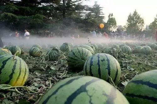 周公解梦瓜田里搞瓜吃瓜,瓜田里搞瓜吃瓜的寓意与启示