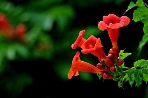 凌霄吃瓜小说,揭秘小说中的神秘瓜界