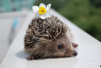 佛手瓜刺猬吃不