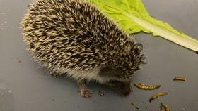 佛手瓜刺猬吃不