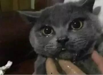 吃瓜好喵仔,揭秘娱乐圈那些不为人知的幕后故事