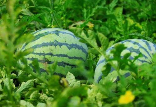 吃瓜吧入口,带你走进热门话题的聚集地