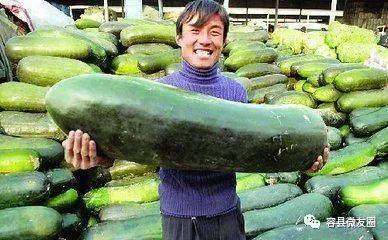 吃瓜群众做法,揭秘“吃瓜群众”的独特生活方式