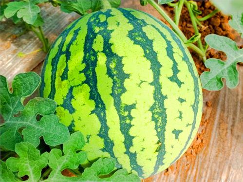 吃瓜的网,揭秘网络热点背后的真相与趣味