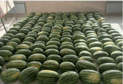 财经学校吃瓜,揭秘校园吃瓜背后的财经故事