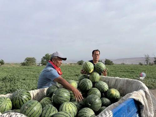 爬坡吃瓜,揭秘挑战与乐趣并存的生活态度