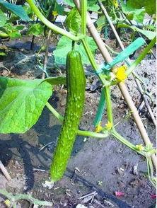 萝卜吃瓜网站,揭秘网络红人背后的故事与影响力