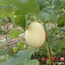 梨瓜可以做菜吃吗,美味佳肴，家常菜中的新宠