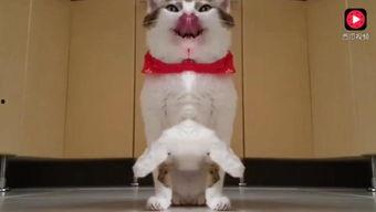 super可爱的吃瓜,带你领略娱乐圈新鲜趣事