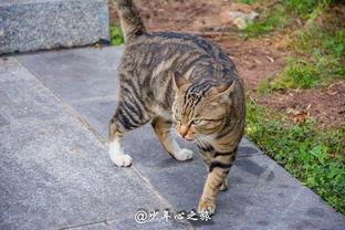 猫子打架路人吃瓜,一场别开生面的“吃瓜”盛宴