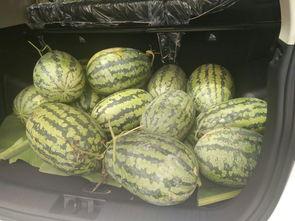 吃瓜凳网红,揭秘网络红人的崛起之路