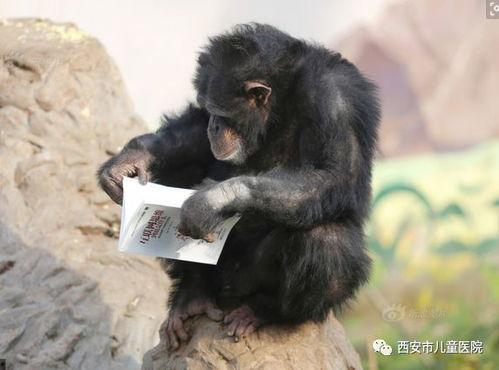 吃瓜猩猩特效,揭秘网络红人背后的特效魅力